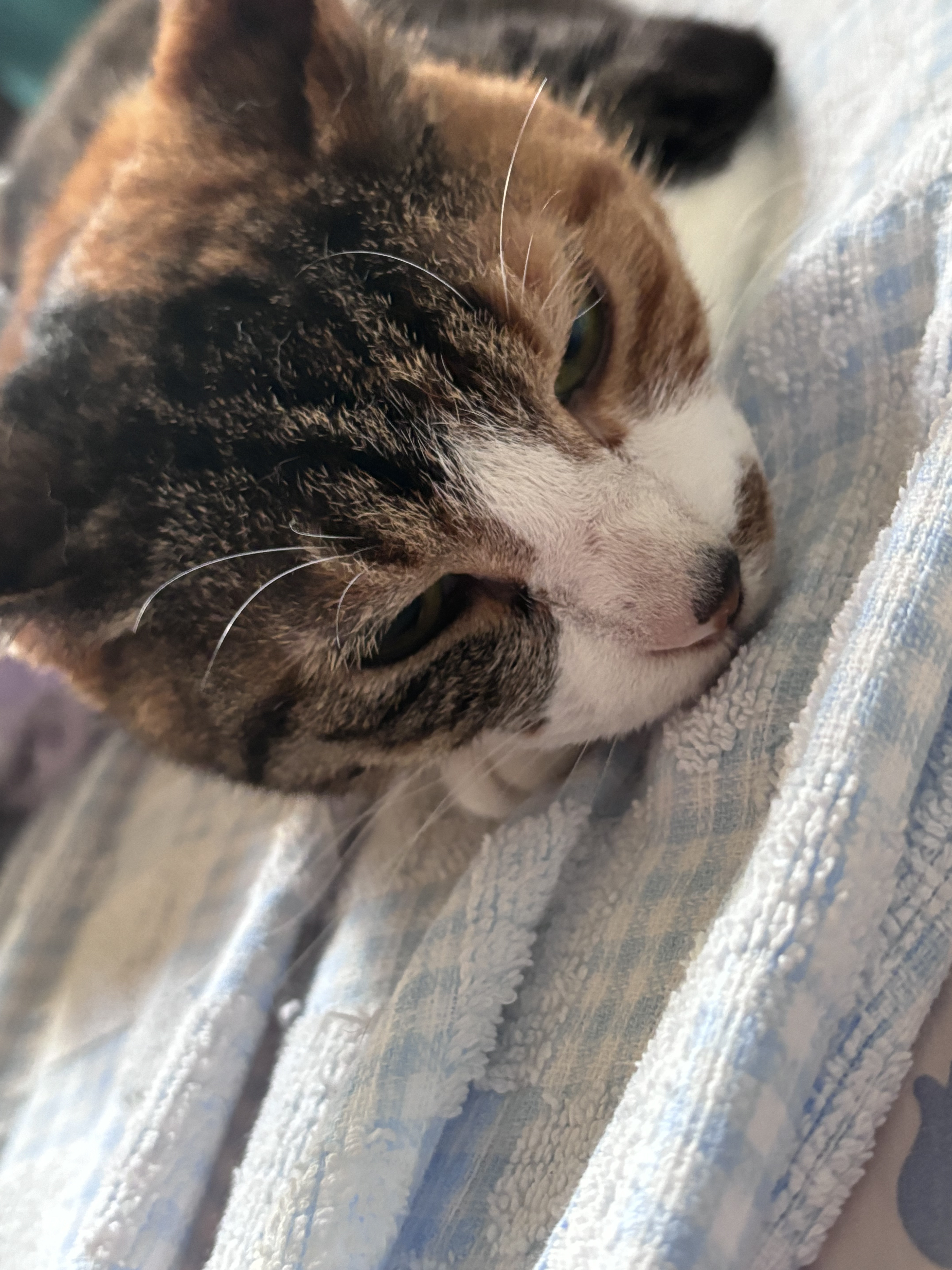 ひだりちゃん