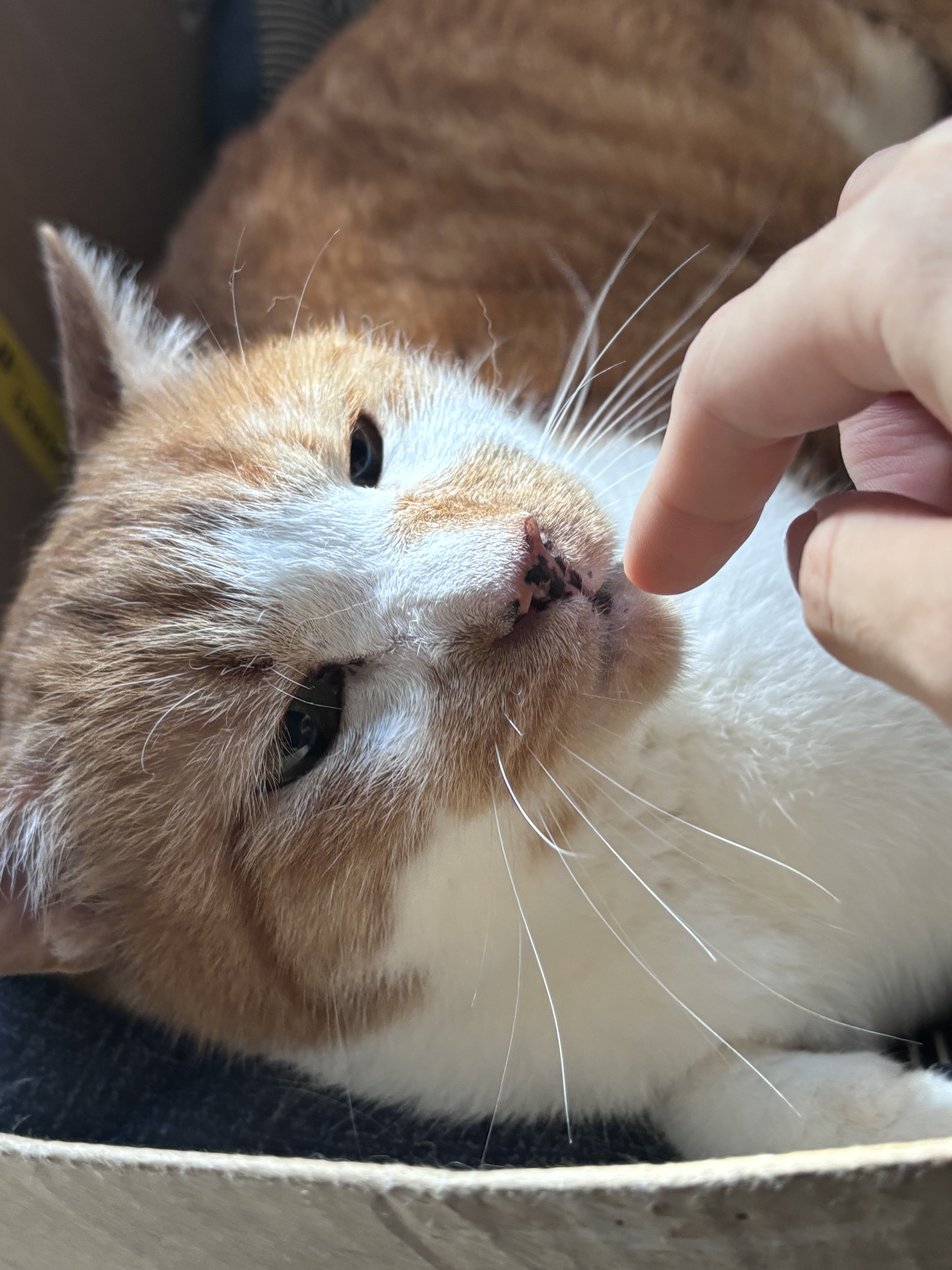 愛猫レオ